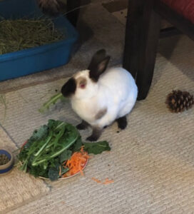 Briter rabbit 1 e1749582535841
