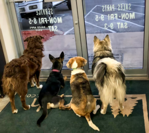 ALL DOG DOOR 1024x1024 1