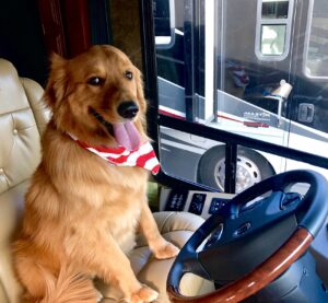 Golden retriever with tongue hanging out sitting in the front seat of an RV to demonstrate pet-friendly policies.