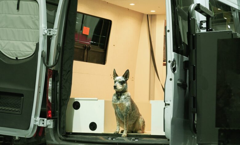 dogs6