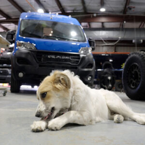 A white dog with tan ears pictured in Rossmönster's shop