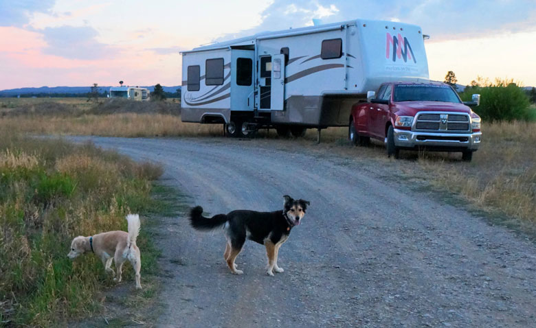 Influencer Marketing Produces Road-Tested Results 6 Two dogs exploring a road in Yellowstone National Park in front of an RV.