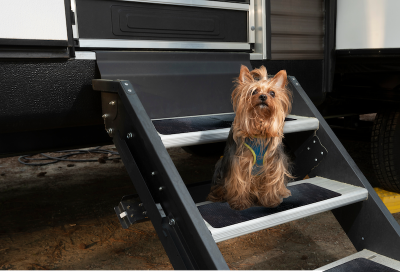 TuffTred Dog on Steps