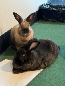 Where Service Takes Priority 2 Bunnies